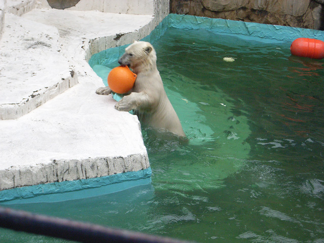 シロクマ32日本平動物園ロッシー2009｜ホッキョクグマと三角コーン