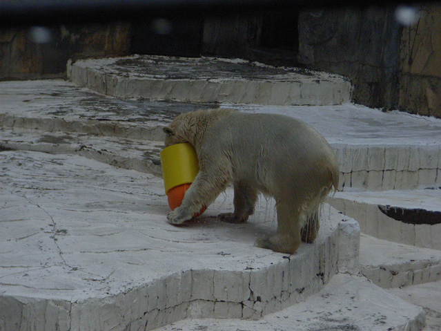 シロクマ34日本平動物園ロッシー2009｜ホッキョクグマと三角コーン