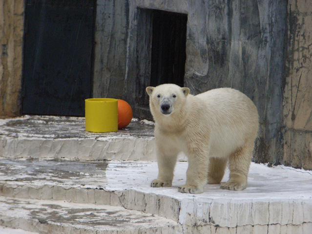 シロクマ35日本平動物園ロッシー2009｜ホッキョクグマと三角コーン