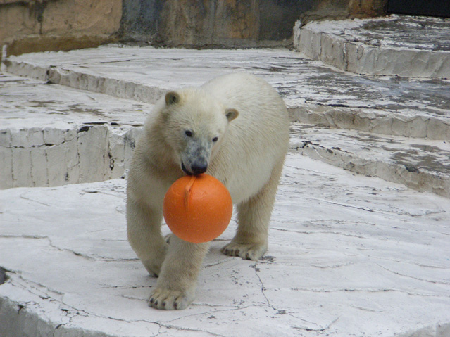 シロクマ36日本平動物園ロッシー2009｜ホッキョクグマと三角コーン
