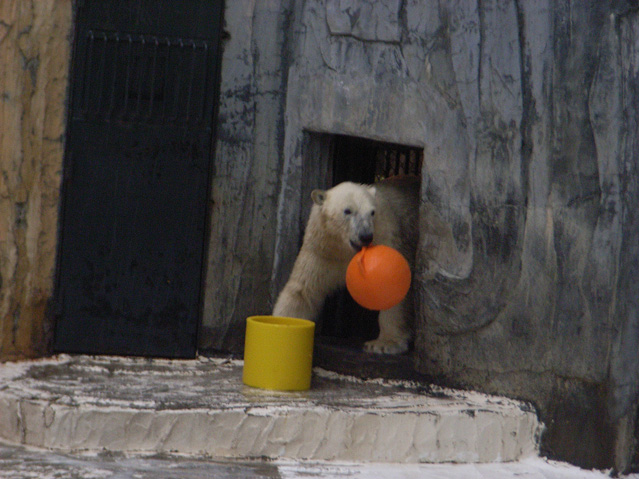 シロクマ37日本平動物園ロッシー2009｜ホッキョクグマと三角コーン